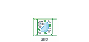 ミトコンドリアを活性化